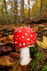 Amanita muscaria o Falsa oronja sobre un hayedo en otoño