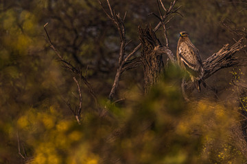The Greater Spotted Eagle