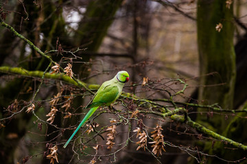 Green exotic parrot escaped and living in the city park of Utrecht, Netherlands