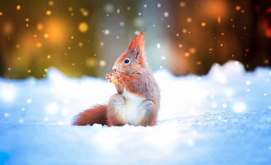 Photo sur Plexiglas Écureuil écureuil assis en hiver dans la neige et les flocons de neige qui tombent autour