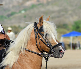 Retrato Caballo