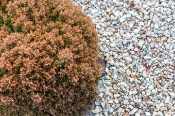 Top view of juniper with red and green needles growing in ground of decorative white pebbles.