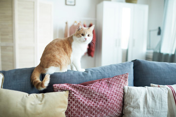 Red and white cat sitting on sofa in the living room