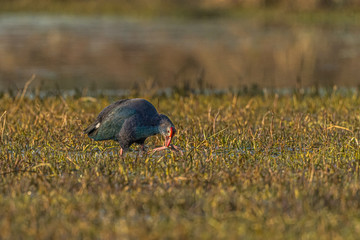 Purple Moorhen