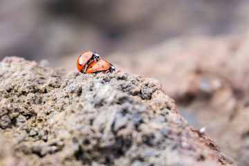 ladybugs in love on Etna Volcano