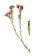 Set of chamelaucium flowers, buds and leaves