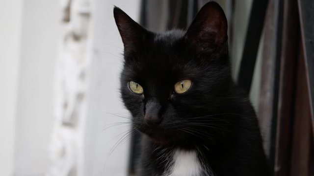 Portrait of a black cat close-up. The cat stares.