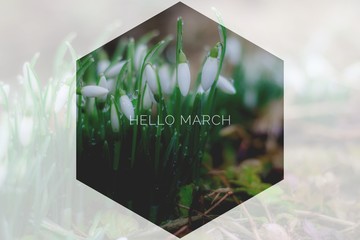 Banner Hello March . The picture with the text. Photo with flowers. Text on a photo with flowers. New month. Spring flowers