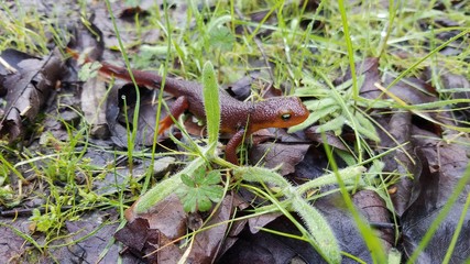 salamander lizard in forest