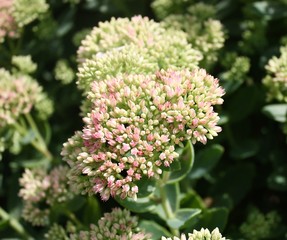 sedum in the garden
