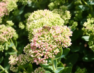 solitair bee on a bombus terrestris