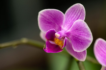 Pink Orchid Flower In Garden In Spring