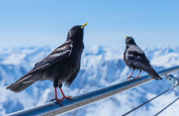 crows on fence at 2.962m
