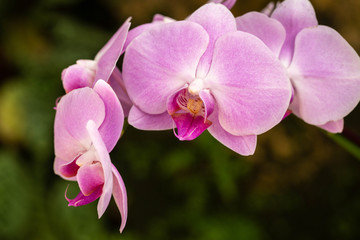 Fototapeta na wymiar Soft Pink Orchid Flower In Garden In Spring