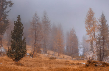 Mystical autumn forest. Amazing Nature Scenery of Dolomites Alps. Epic Scene in the mountains place. Awesome Alpine highlands in sunny day. Wonderful Nature Background. Dramatic picturesque scene.