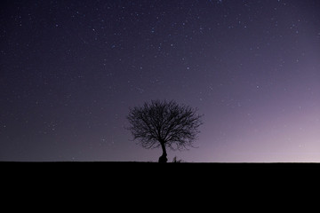 Obraz na płótnie Canvas Lonely tree in the field with millions of stars in the background