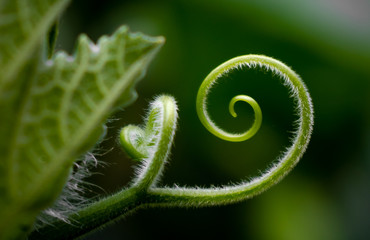 Macro photograph of a spiral shaped plant - obrazy, fototapety, plakaty