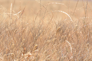 Obraz premium Background from beige cereal natural ears of corn with a black mustache. Golden wheat field texture, Rich harvest, Background of ripening ears of wheat, Ripe cereal crop. Blur.