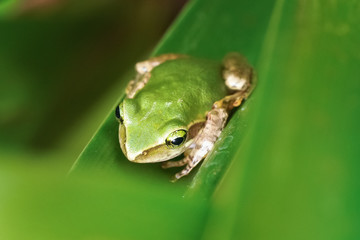 Small Madagascar green tree frog resting on green leaf, closeup detail