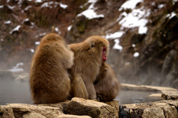 Closeup of a small group of japanese macaques during the winter season