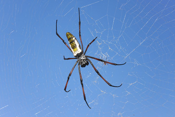 Red legged golden orb weaver spider female - Nephila inaurata madagascariensis, resting on her net, blue sky in background
