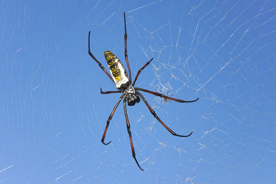 Red legged golden orb weaver spider female - Nephila inaurata madagascariensis, resting on her net, blue sky in background