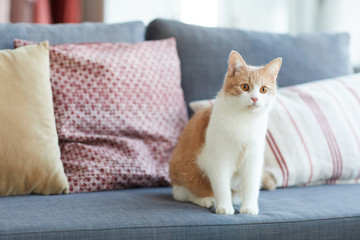 Domestic red and white cat sitting on sofa in the living room at home
