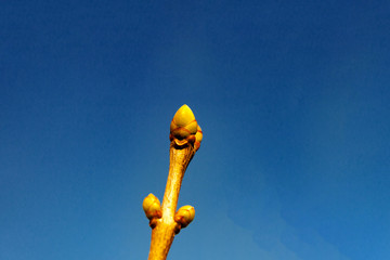 Swollen lilac Bud branch against clear blue sky blurred natural background. Early spring concept.