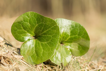 Asarum europaeum, Asarabacca, European wild ginger, hazelwort or wild spikenard, birthwort family Aristolochiaceae, European plant with reniform kidney shaped leaves and purple flowers 