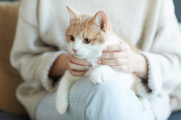 Close-up of domestic cat sitting on his owner's knees and relaxing