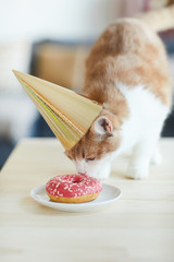 Domestic cat in hat standing on the table and eating cake it's celebrating his birthday