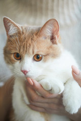 Close-up of female hands holding her domestic cat