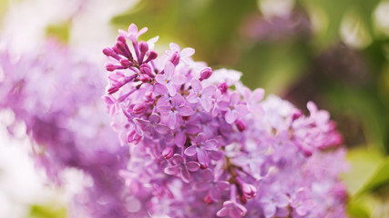 A branch of blooming lilac close-up. Small flowers. The concept of spring, summer. Banner 16: 9. Copyspace.