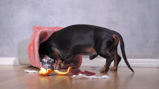 Cute dachshund dog, black and tan, pushed and climbed into the garbage can at home. naughty puppy.
