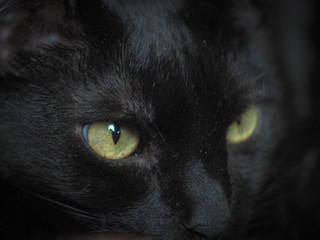 eyes of black cat