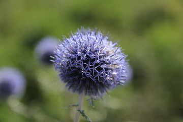  Close-up of purple bastard burdock with blurry background