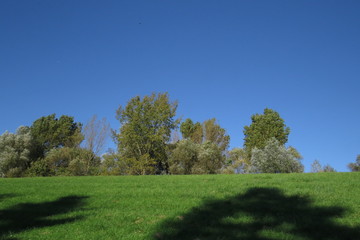 Fototapeta premium Bäume