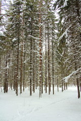 Fototapeta premium Snow covered deserted alley with trees, place for rest and walks