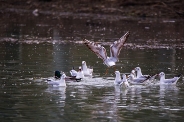 Flock of Seagulls (Larus Argentatus) fighting for food on a river