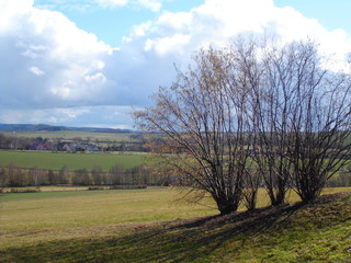 Landschaft mit Haselnusssträuchern im Vorfrühling