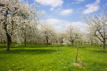 Apple tree orchard abloom during springtime in Borgloon (Limburg, Belgium)