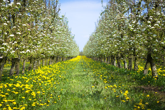 Colorful fruit orchard blooming during springtime in Sint Truiden (Limburg, Belgium)