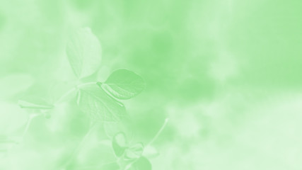 Light green gradient abstract background with leaves pattern, 16:9 panoramic format