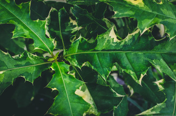 Leaf Abstract Background Colorful Closeup Texture Film Grain 
