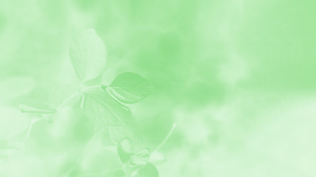 Soft green: Tông màu xanh nhạt tạo nên một không gian thanh lịch, dịu mát và thư giãn trong mọi hình ảnh. Hãy đến và cảm nhận sự tuyệt vời của gam màu xanh nhạt trên những bức ảnh này.