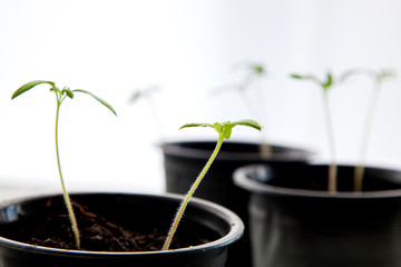 Some green sprouts in a flower pots