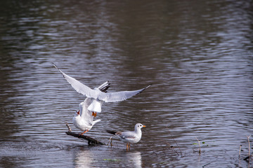 Seagulls (Larus Argentatus) fighting for position on twig on water