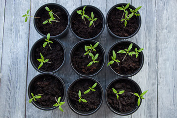 Some green sprouts in a flower pots,top view