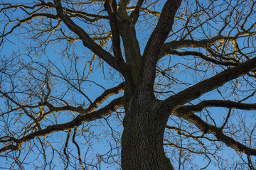Fototapeta na wymiar view of the tall deciduous tree