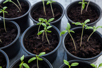 Some green sprouts in a flower pots. Green plants background.